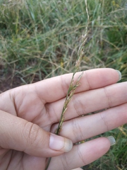Arrhenatherum elatius