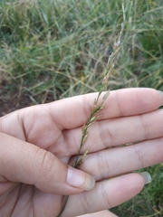 Arrhenatherum elatius