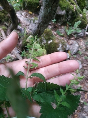Scutellaria altissima