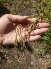 Lolium giganteum