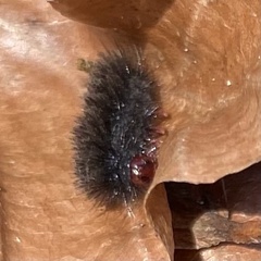 Arctiinae