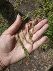 Lolium giganteum