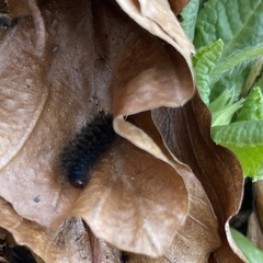 Arctiinae