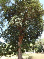 Ficus lutea