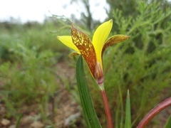 Romulea flava