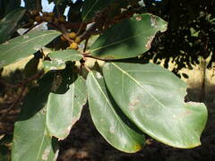 Ficus lutea
