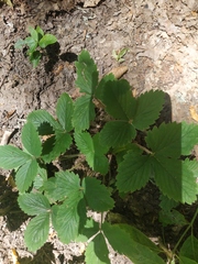 Potentilla micrantha
