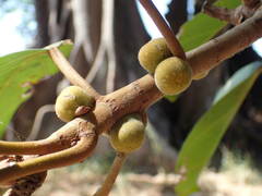 Ficus lutea