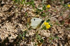 Anthocharis euphenoides