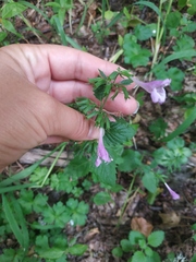 Clinopodium grandiflorum