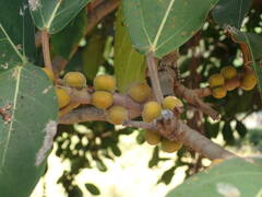 Ficus lutea