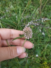 Trifolium ambiguum