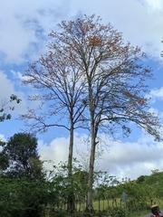 Erythrina poeppigiana