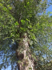 Schinus molle