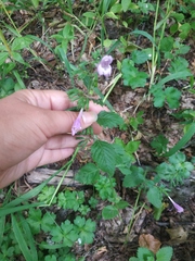 Clinopodium grandiflorum