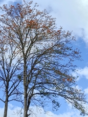 Erythrina poeppigiana