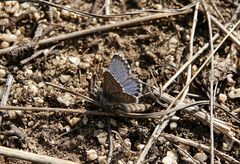 Pseudophilotes panoptes