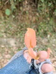 Erythrina poeppigiana