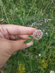 Trifolium ambiguum