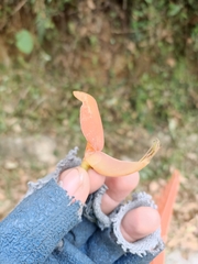 Erythrina poeppigiana