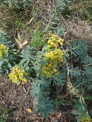 Euphorbia glareosa