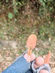 Erythrina poeppigiana