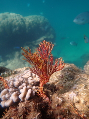 Melithaea
