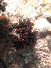 Tubastraea