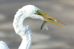 Clupeidae