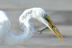 Clupeidae