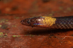 Pseudorabdion collaris