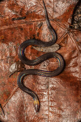 Pseudorabdion collaris