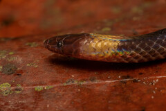 Pseudorabdion collaris