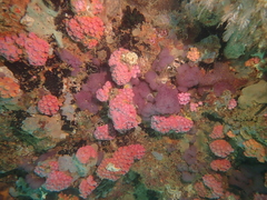 Tubastraea coccinea