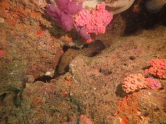 Cephalopholis cyanostigma
