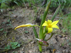 Romulea flava