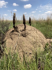 Podaxis
