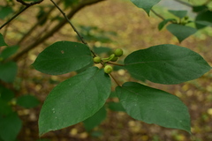 Ficus erecta