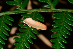 Ptyoptila matutinella