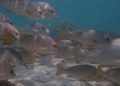 Plectorhinchus multivittatus