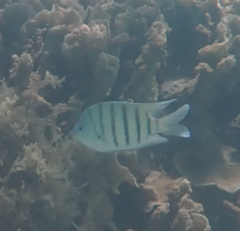 Abudefduf bengalensis
