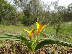 Romulea flava