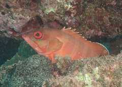 Epinephelus fasciatus