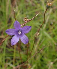 Wahlenbergia krebsii