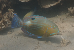 Choerodon schoenleinii