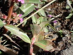 Ammannia senegalensis