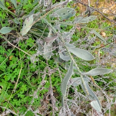 Anchusa