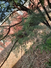 Prosopis chilensis