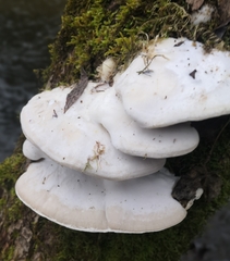 Trametes suaveolens