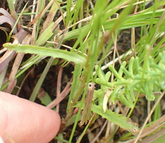 Wahlenbergia krebsii